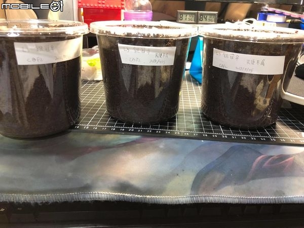 點我看大圖 雞冠細身赤鍬形蟲的繁殖與飼養-(Cyclommatus mniszechi )