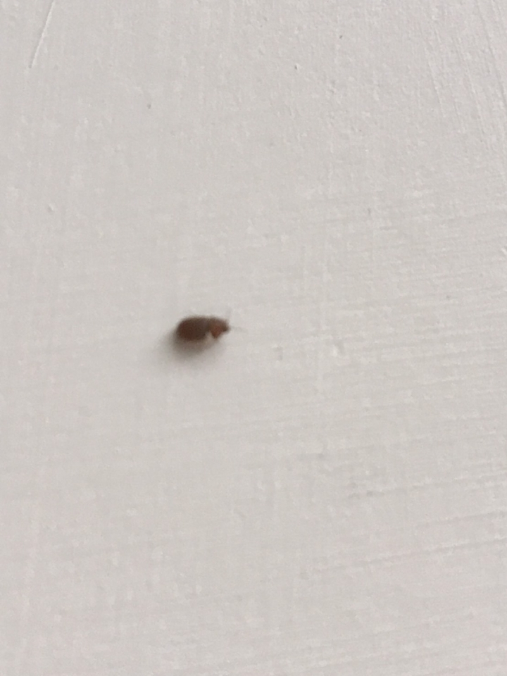 家裡突然出現大量不知名的蟲...