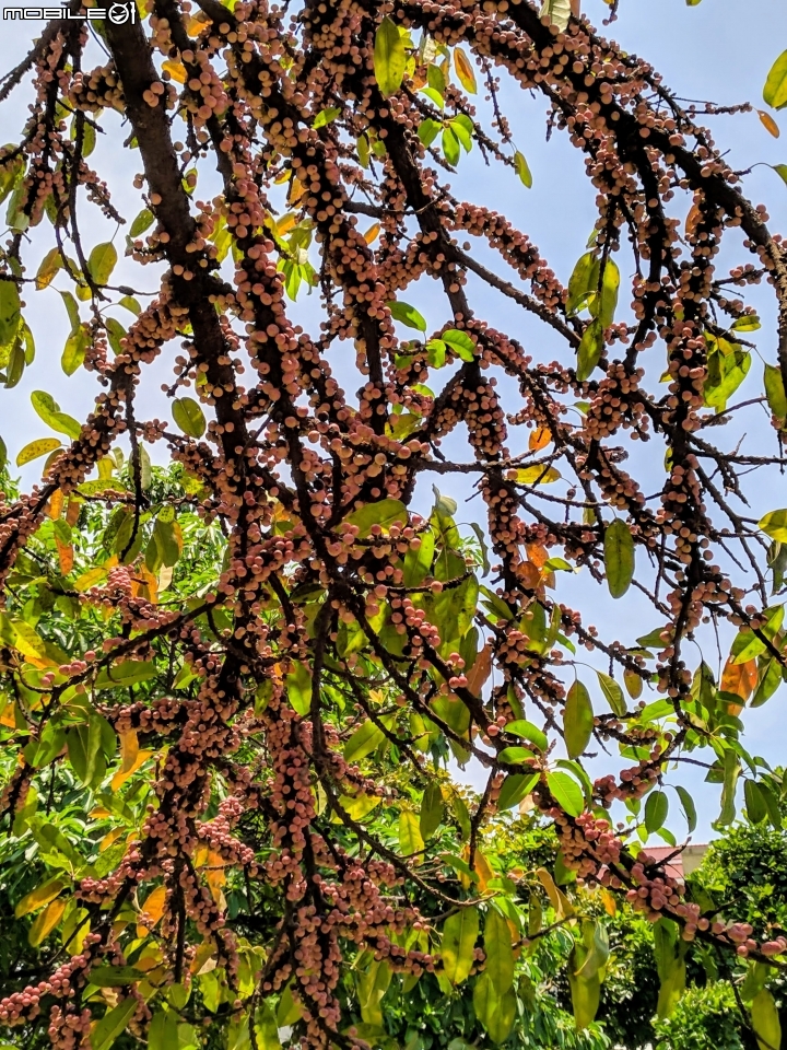 潺槁樹 台南市安平區湖濱水鳥公園 05/19