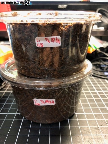 點我看大圖 雞冠細身赤鍬形蟲的繁殖與飼養-(Cyclommatus mniszechi )