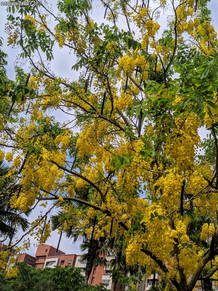 阿勃勒+紙莎草 高雄市岡山區岡山河堤公園 05/31