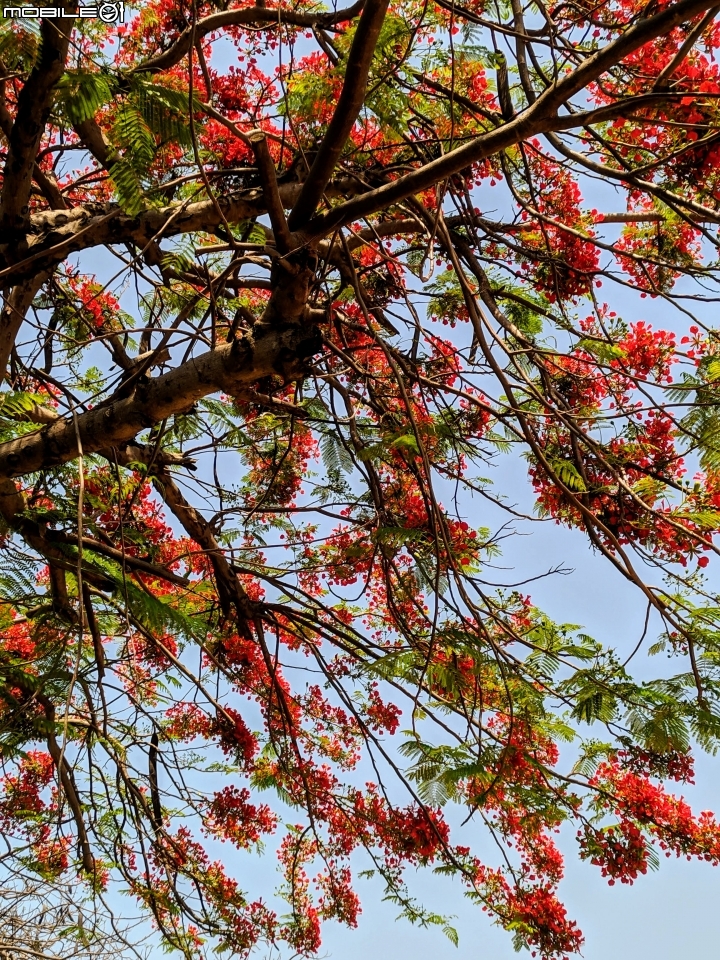 鳳凰花 台南市安平區 05/05