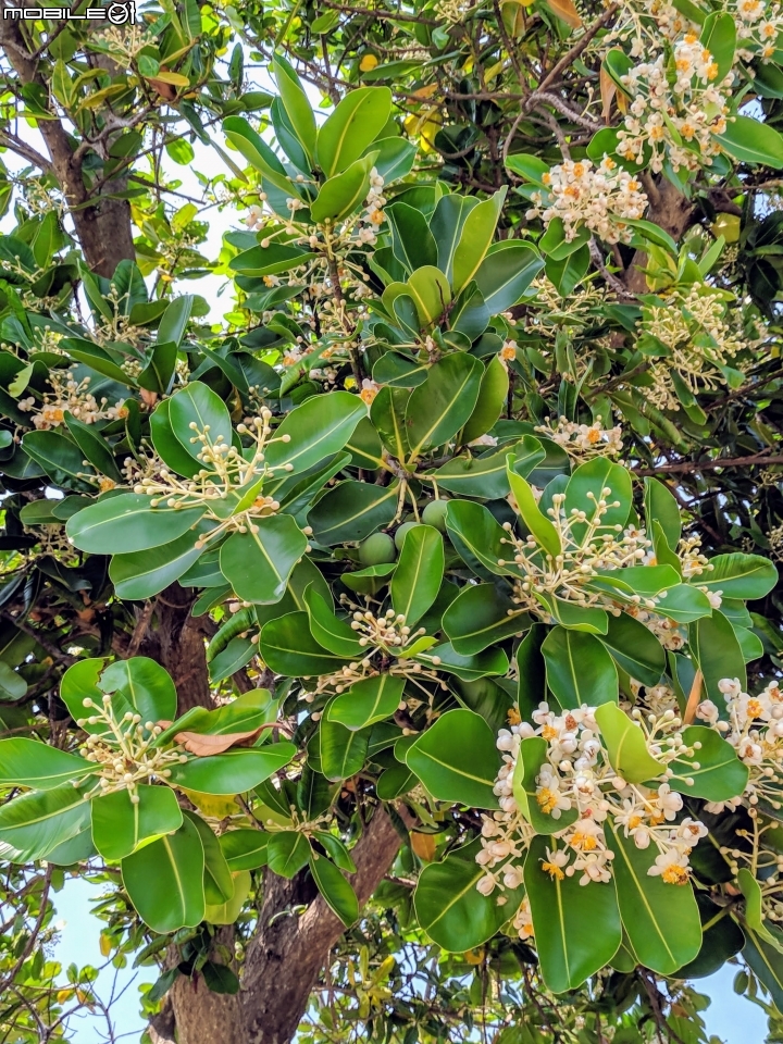 瓊崖海棠 台南市安平區湖濱水鳥公園 05/12