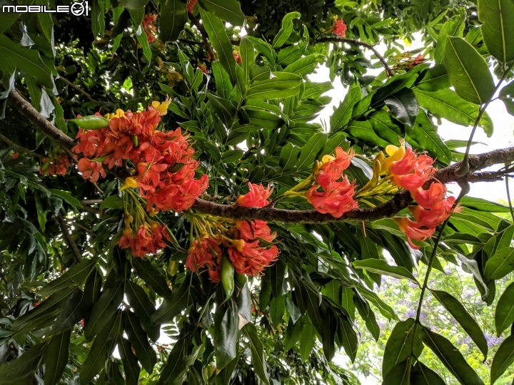 鳳凰花 台南市安平區 05/05