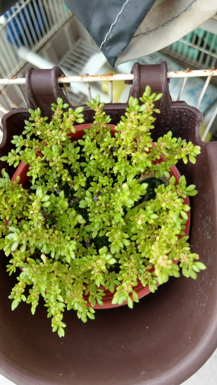 請問這是什麼植物