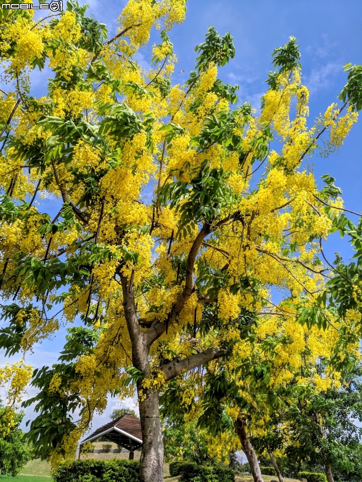 阿勃勒+紙莎草 高雄市岡山區岡山河堤公園 05/31