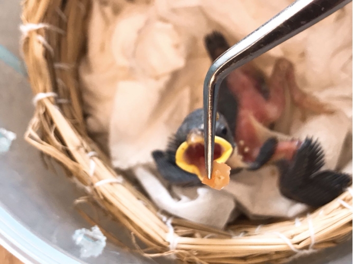 【撿到落巢小麻雀】第一次當代理鳥媽媽
