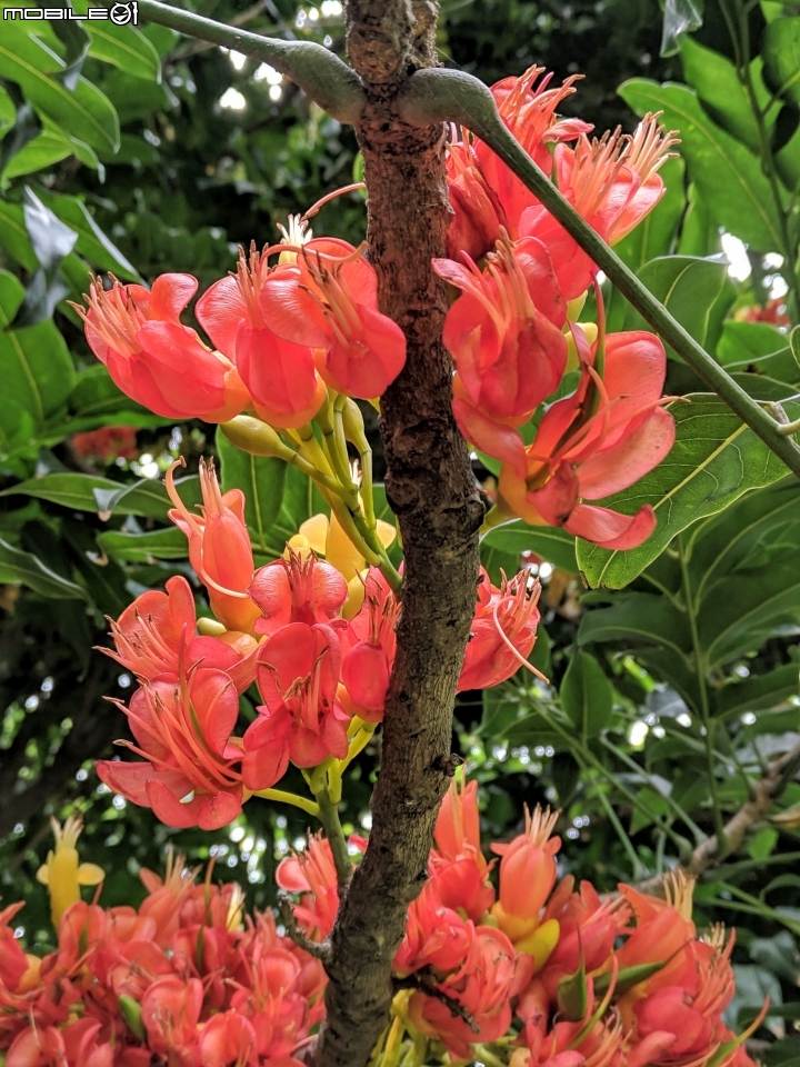 鳳凰花 台南市安平區 05/05