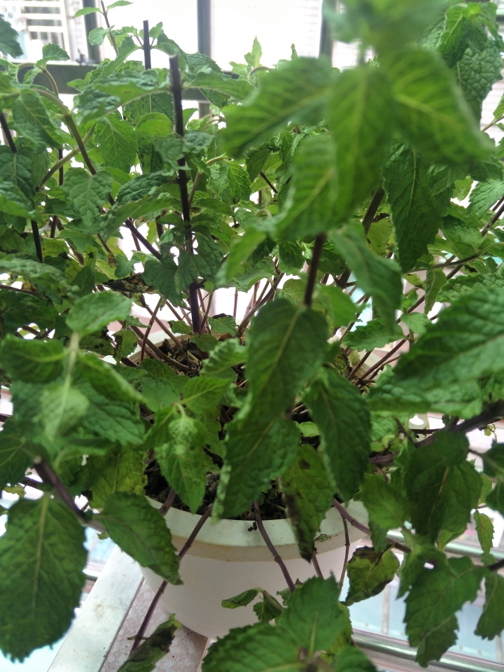 （求救）薄荷盆栽葉子變軟