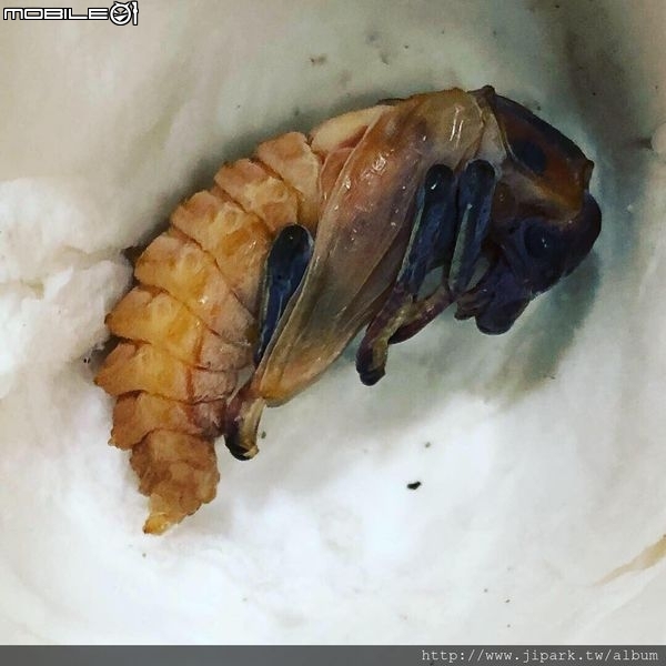 點我看大圖 雞冠細身赤鍬形蟲的繁殖與飼養-(Cyclommatus mniszechi )