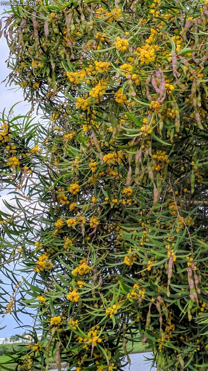 潺槁樹 台南市安平區湖濱水鳥公園 05/19