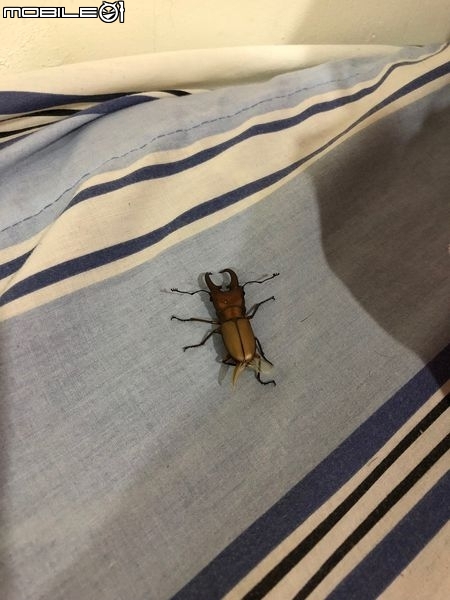 點我看大圖 雞冠細身赤鍬形蟲的繁殖與飼養-(Cyclommatus mniszechi )