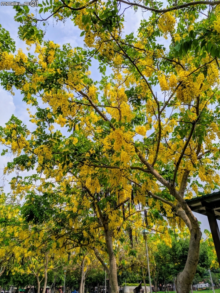 白茅+蕾絲金露花 嘉義市西區二二八國家紀念公園 05/24