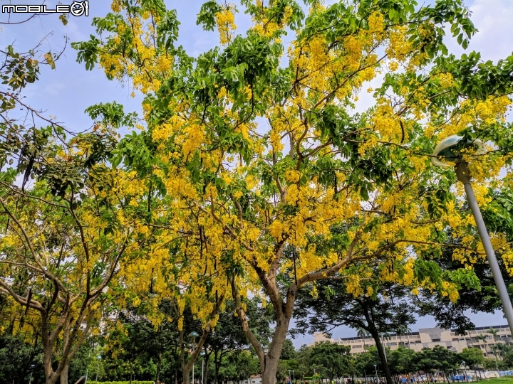 白茅+蕾絲金露花 嘉義市西區二二八國家紀念公園 05/24