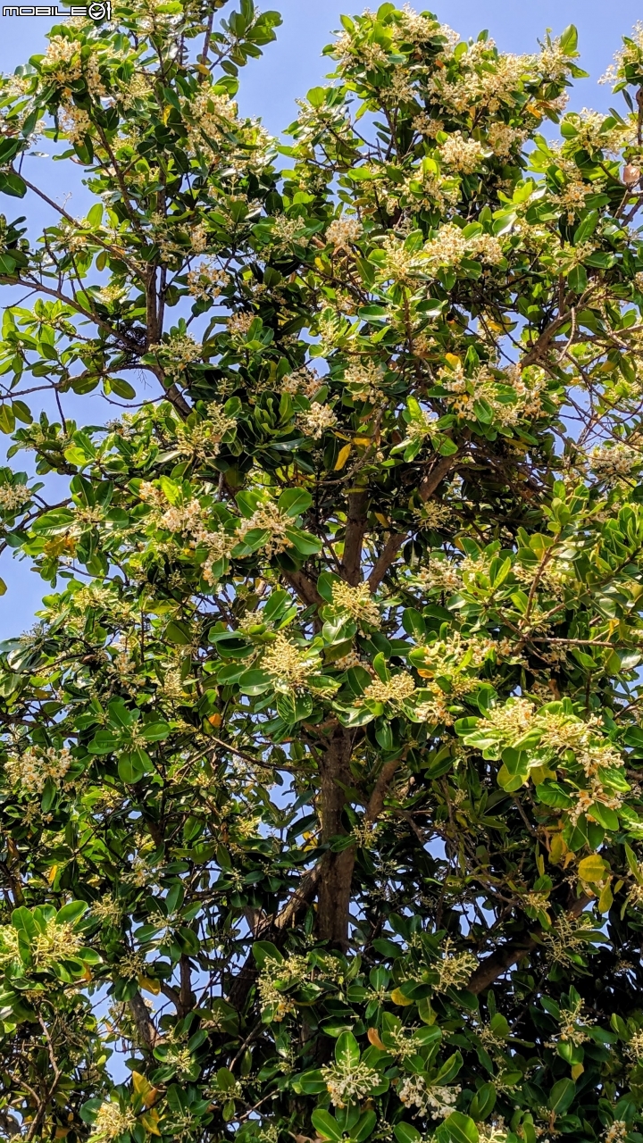 瓊崖海棠 台南市安平區湖濱水鳥公園 05/12