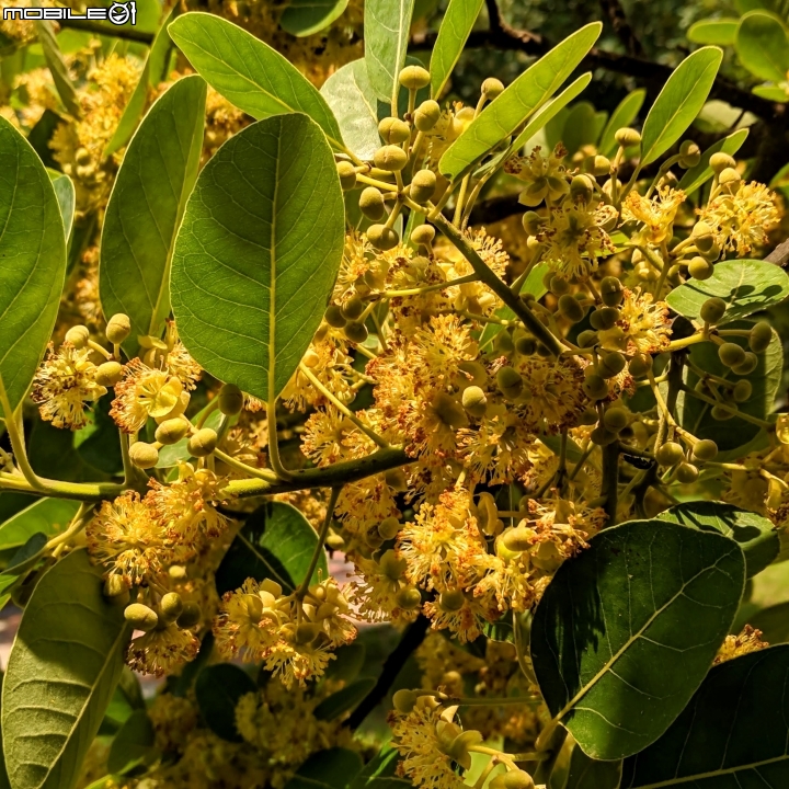 潺槁樹 台南市安平區湖濱水鳥公園 05/19