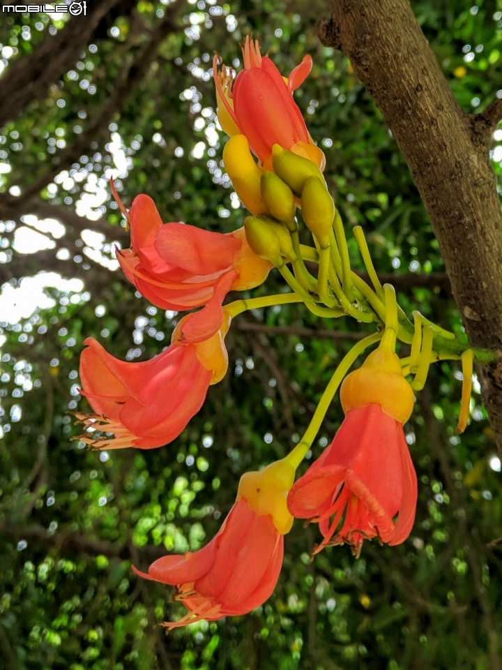 鳳凰花 台南市安平區 05/05