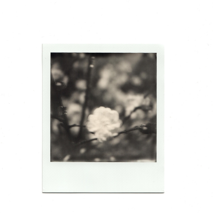 [分享]Nikon F3/ Polaroid SX70