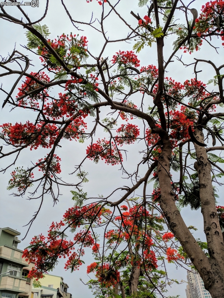 鳳凰花 台南市安平區 05/05