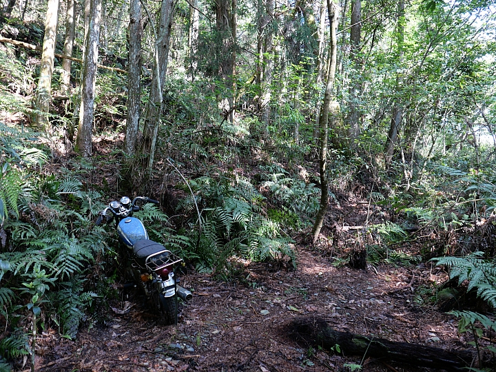 二日武界上卓社大山(全程走稜線不經V斷跟紅磚屋)