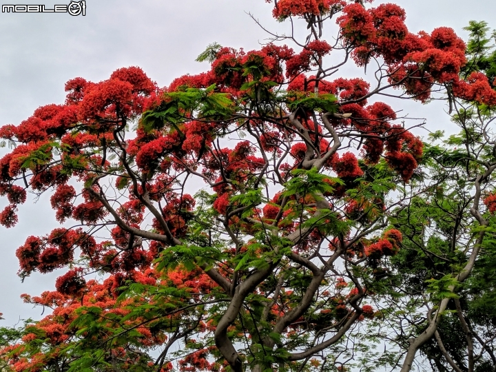鳳凰花 台南市安平區 05/05