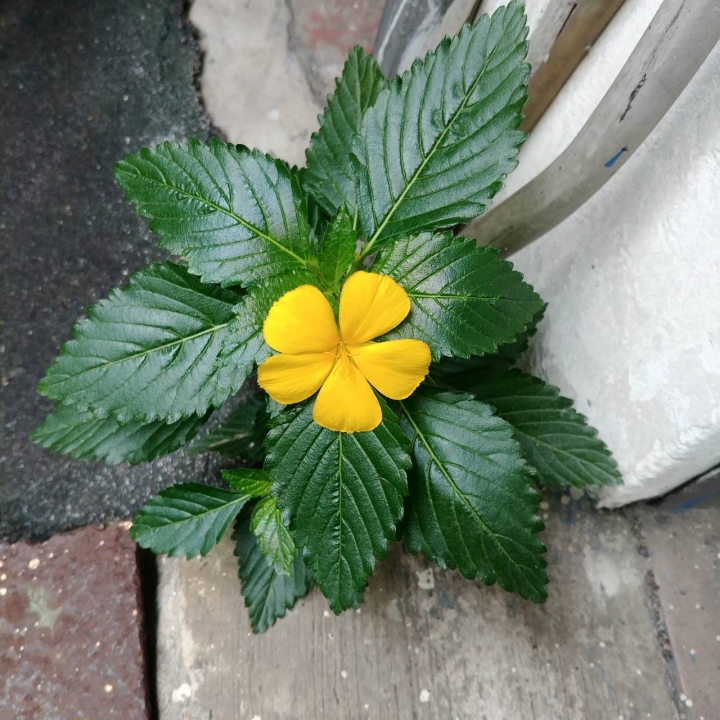 請問這是什麼花
