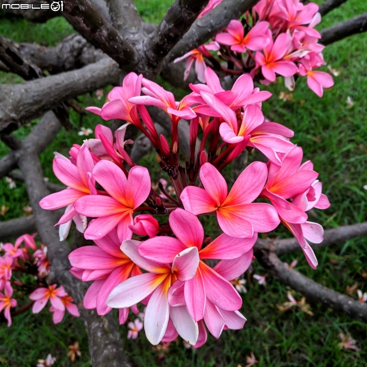 鳳凰花 台南市安平區 05/05