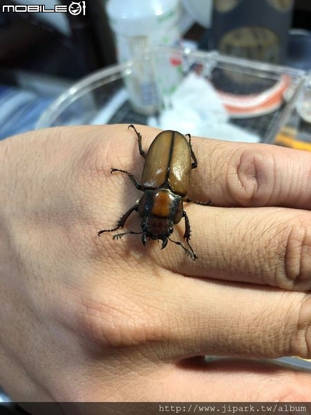 點我看大圖 雞冠細身赤鍬形蟲的繁殖與飼養-(Cyclommatus mniszechi )