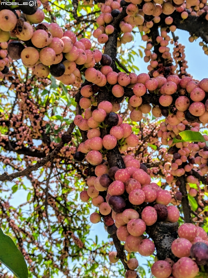 潺槁樹 台南市安平區湖濱水鳥公園 05/19