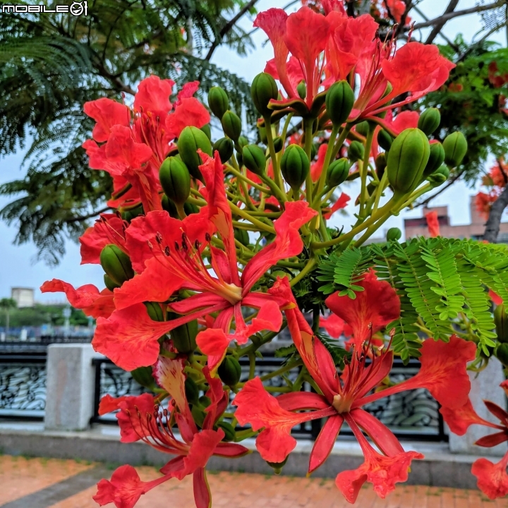鳳凰花 台南市安平區 05/05