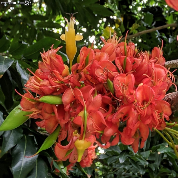 鳳凰花 台南市安平區 05/05