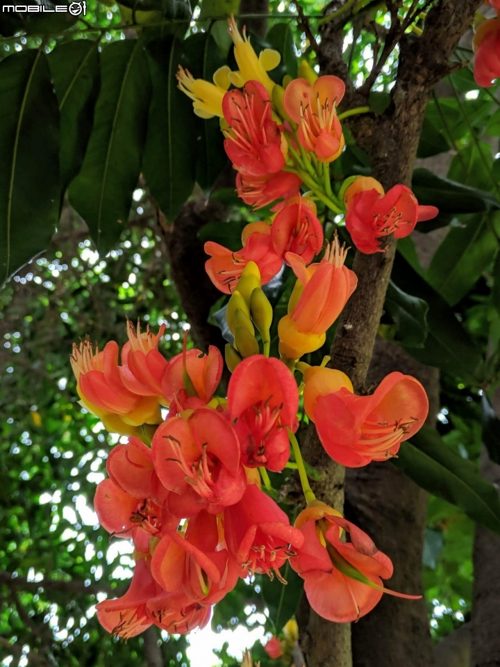 鳳凰花 台南市安平區 05/05