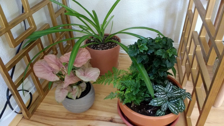 熱帶植物 \ 多肉 \ 仙人掌分享