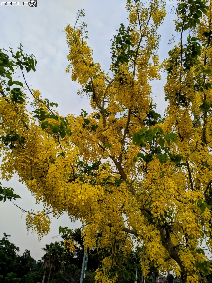 布袋蓮 台南市仁德區港尾溝溪滯洪池 05/01