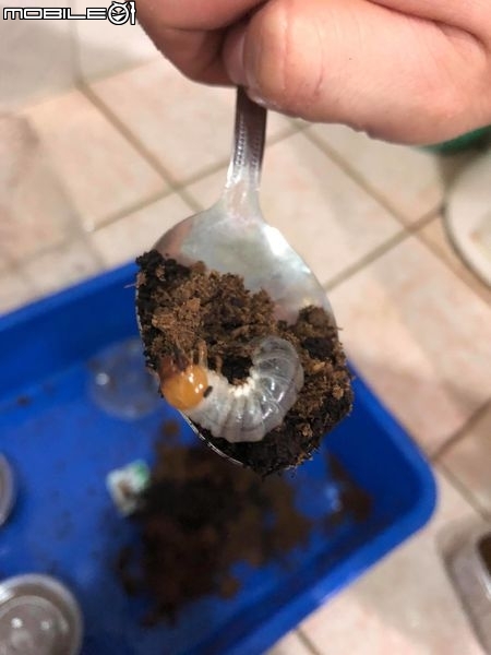點我看大圖 雞冠細身赤鍬形蟲的繁殖與飼養-(Cyclommatus mniszechi )