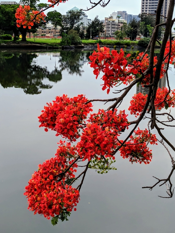 鳳凰花 台南市安平區 05/05