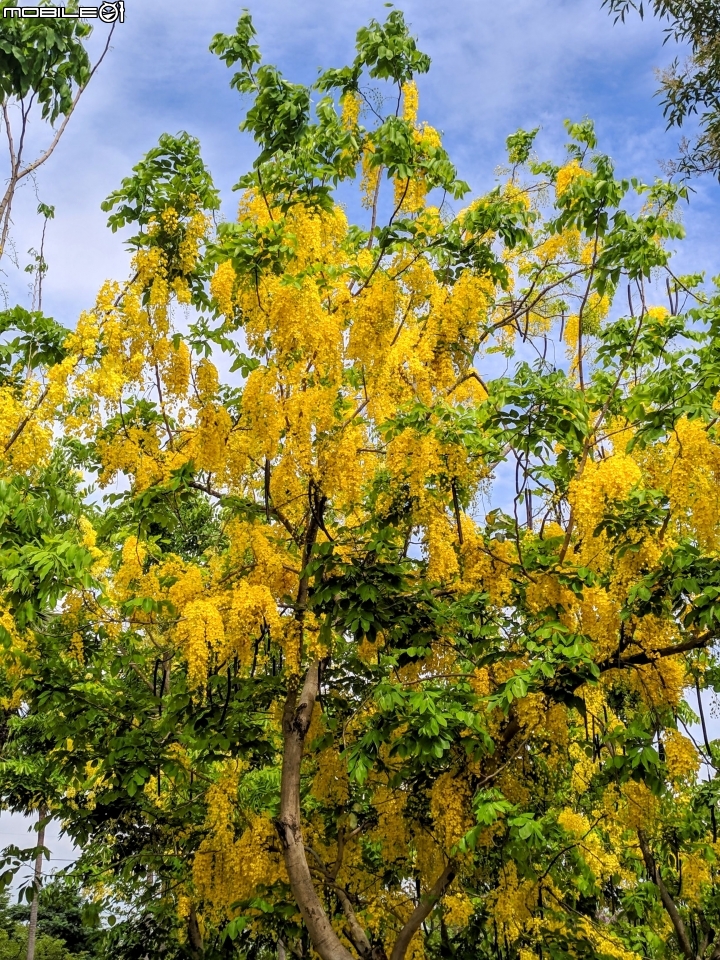 阿勃勒+紙莎草 高雄市岡山區岡山河堤公園 05/31