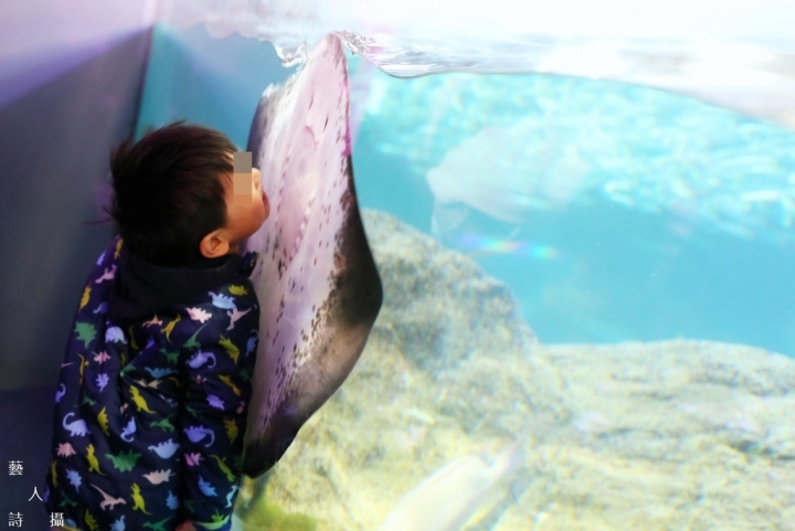 神奇的人魚共舞秀.日本神奈川《新江之島水族館》