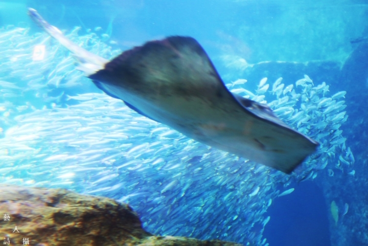 神奇的人魚共舞秀.日本神奈川《新江之島水族館》
