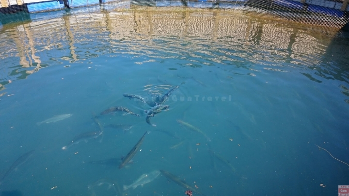 【紐西蘭●南島】Lake Pukaki湖往庫克山前的美麗湖景,High Country Salmon鮭魚養殖場