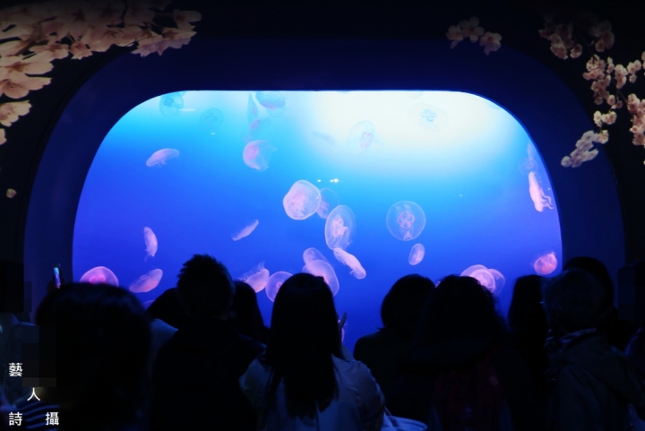 神奇的人魚共舞秀.日本神奈川《新江之島水族館》