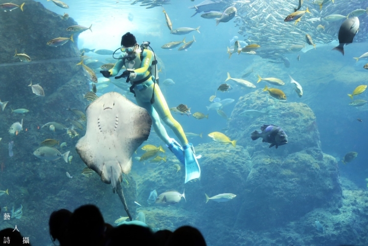 神奇的人魚共舞秀.日本神奈川《新江之島水族館》