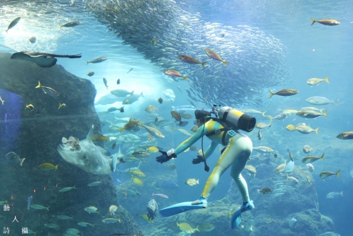 神奇的人魚共舞秀.日本神奈川《新江之島水族館》