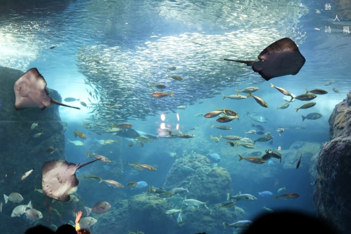 神奇的人魚共舞秀.日本神奈川《新江之島水族館》