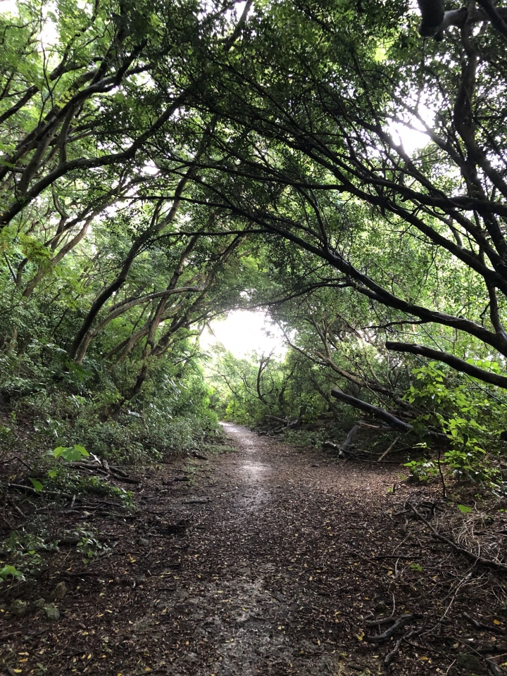 親近高雄大自然,南北壽山縱走(南北柴山)散步行,路線分享!