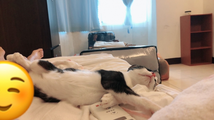 可愛貓咪認養