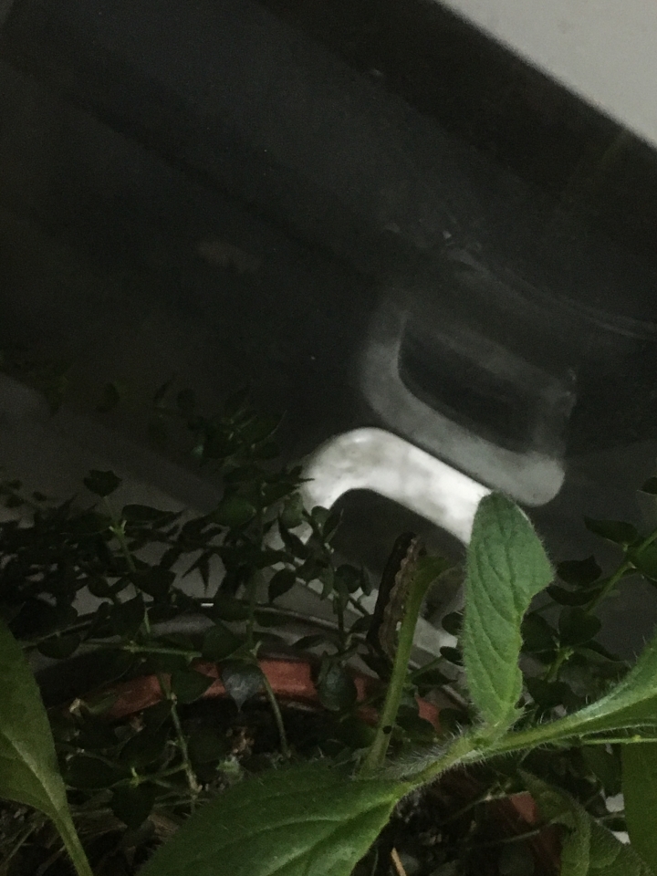 這是什麼毛毛蟲?