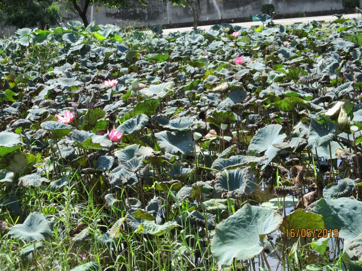 [景點]新北市板橋區河濱公園