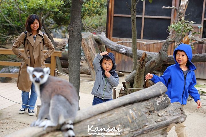 [6D | 遊記] 關西親子賞櫻行程 | 櫻花、夜景、動物園，闔家歡樂一次滿足