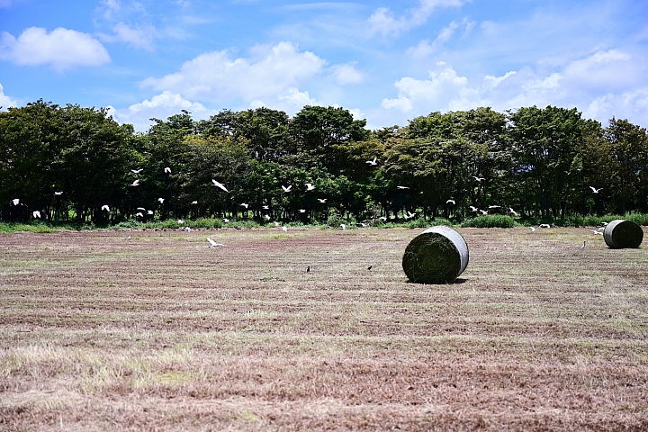 Z7/Z6燕子、燕鴴、牧草捲，還有黃頭鷺和毛毛蟲。